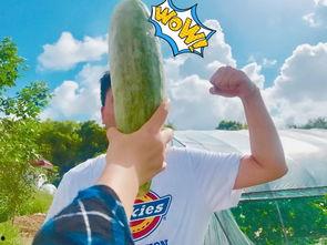 网红吃瓜今日热门,揭秘今日热门事件背后的真相