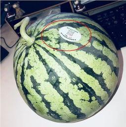 网红吃瓜今日热门,揭秘今日热门事件背后的真相