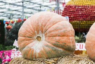 缅甸热门大瓜在哪看,独家观看指南