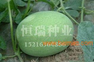 今日生瓜价格最新行情