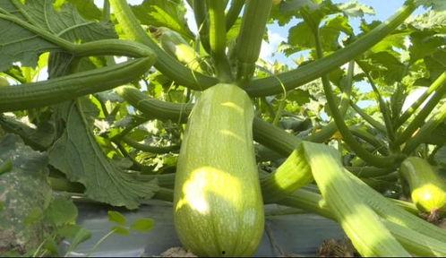 今日生瓜价格最新行情