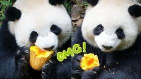 吃瓜黑崽,网络红人的崛起与争议