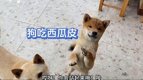 吃瓜黑崽,网络红人的崛起与争议