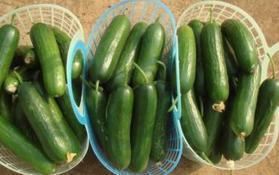 今日四月瓜价格,新鲜瓜果价格走势解析”