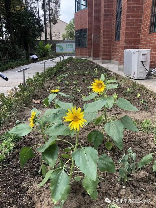 校园炸裂的瓜热门,揭秘校园风云背后的真相