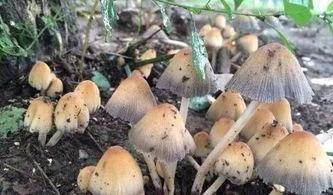 蘑菇视频吃瓜爆料网最新版,揭秘娱乐圈惊天大瓜！