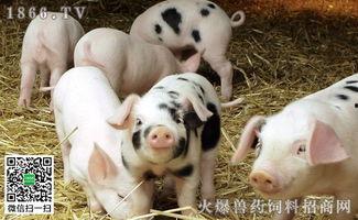 瓜州市今日猪价,今日猪价行情一览