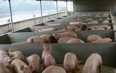 瓜州市今日猪价,今日猪价行情一览