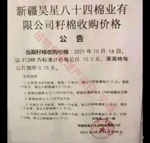 瓜州今日棉价行情查询,实时数据揭示市场动态